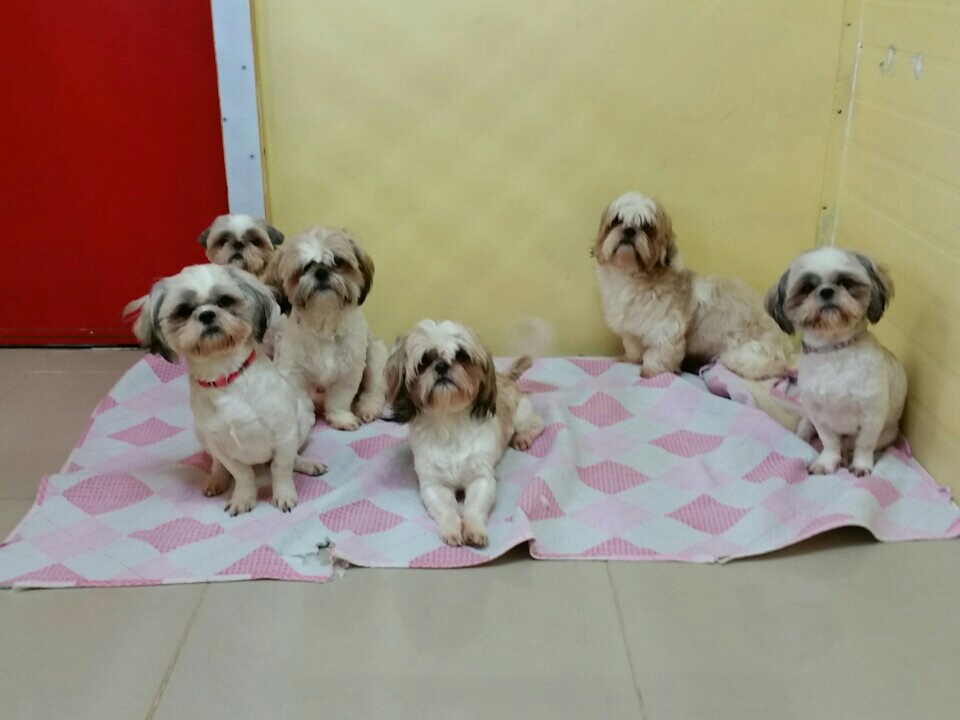 행강집 아이들의 사료비를 함께 해주세요 | 인스티즈